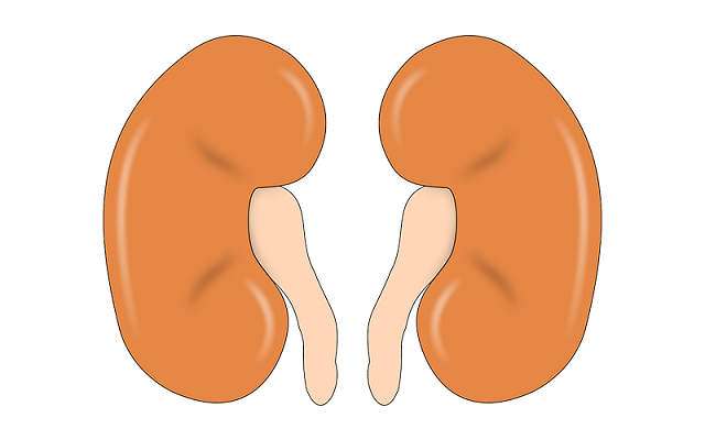 Liver and kidney damage