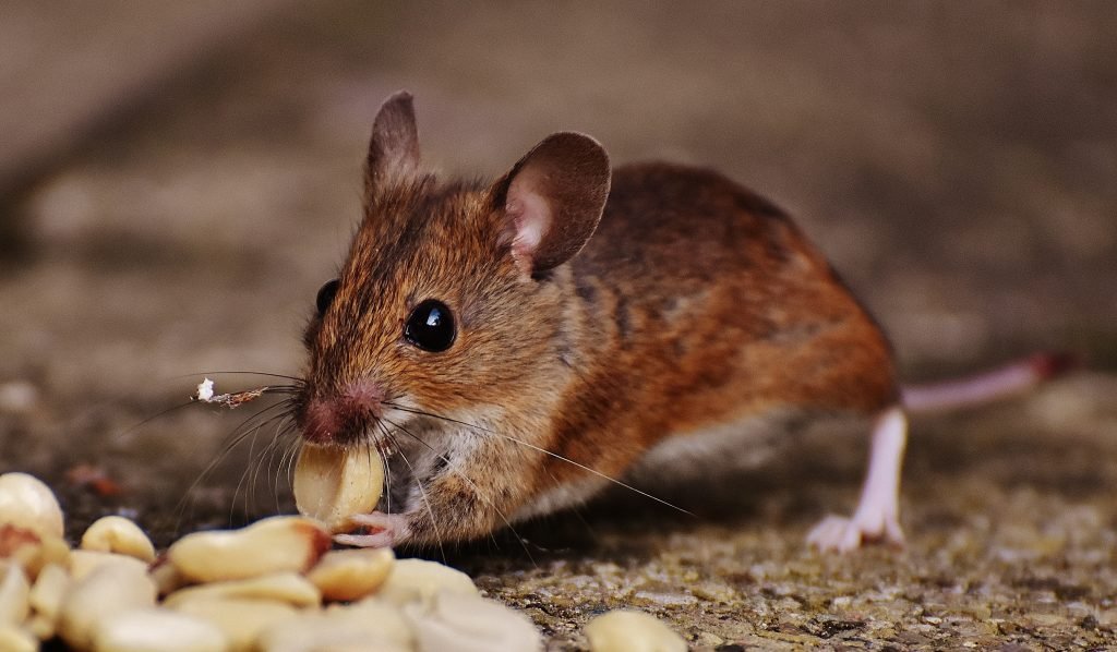 Recognizing Mouse Infestations In and Out your Home Mouse Infestations