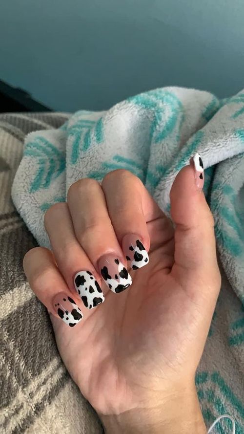 cow print short square acrylic nails _ cow print coffin nails