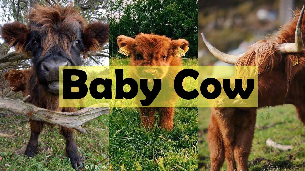 Baby Cow