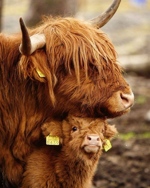 baby highland cow - baby highland cow for sale