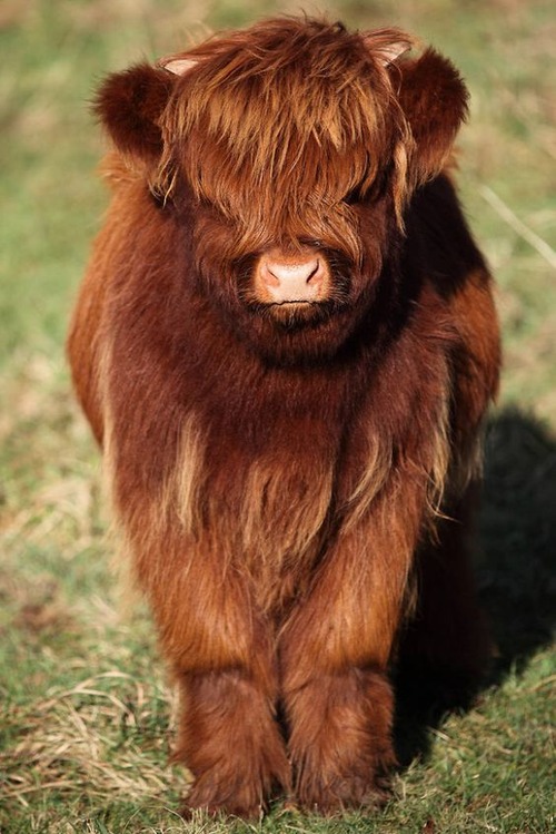 baby highland cow - baby highland cow picture