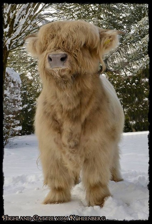 baby highland cow - baby highland cow wall art