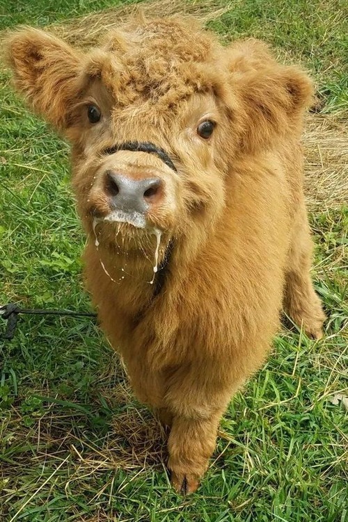baby highland cow - cute baby highland cow