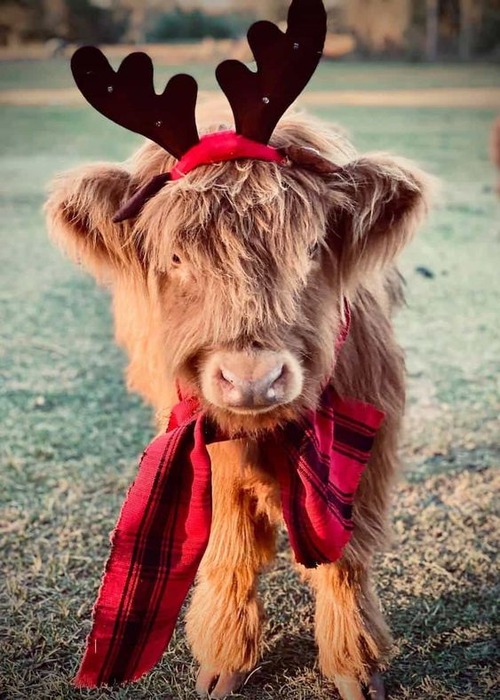 baby highland cow - highland cow baby clothes