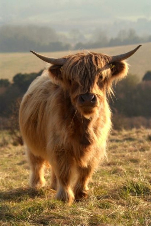 baby highland cow - highland cow price