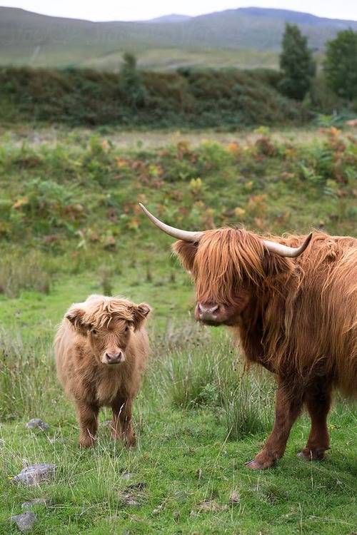 baby highland cow - highland cows