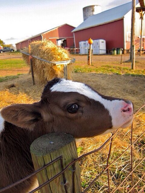 cow baby - brown cow baby