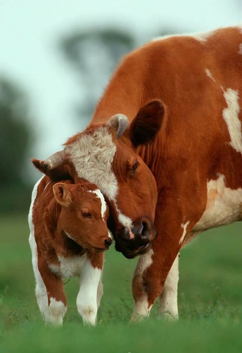 cow baby - cow baby name