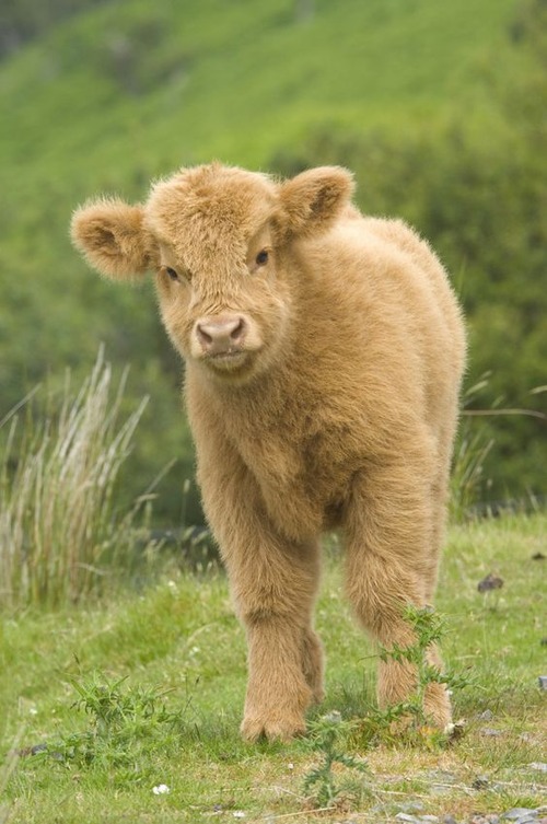 cow baby - scottish highland cow baby