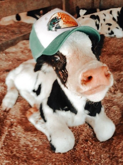 cute baby cow - cute baby cow black and white