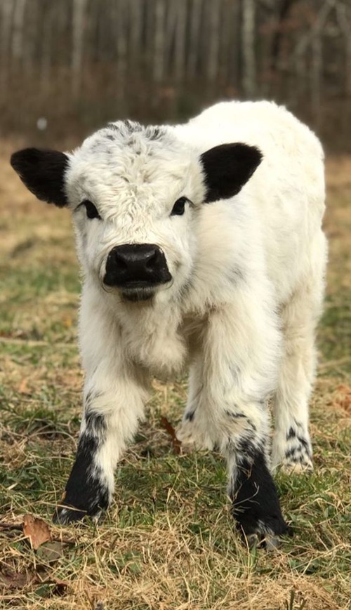 cute baby cow - cute baby cow drawing