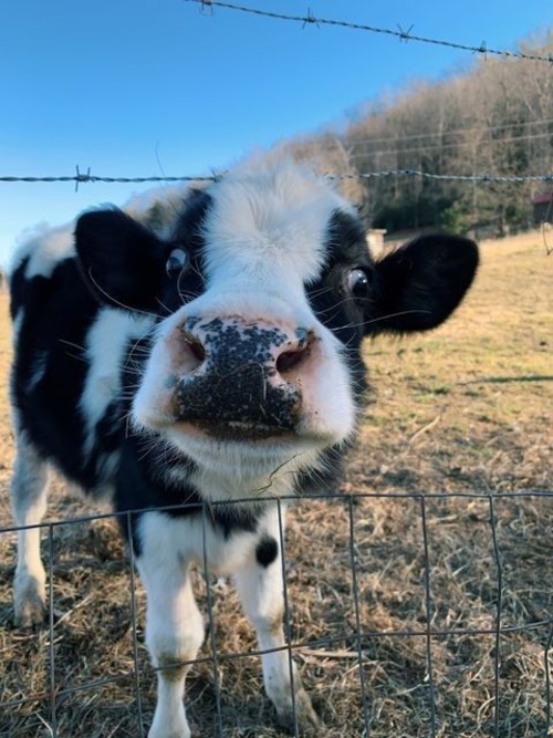 cute baby cow - cute baby cow names