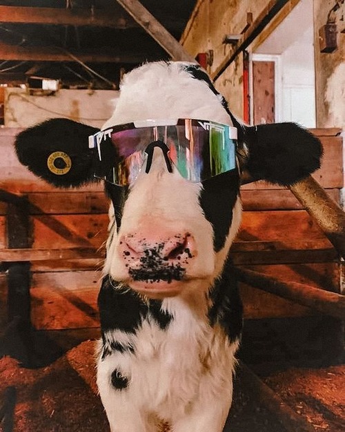 cute baby cow - cute baby cow wallpaper