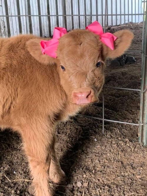 fluffy baby cow - cute fluffy baby cows