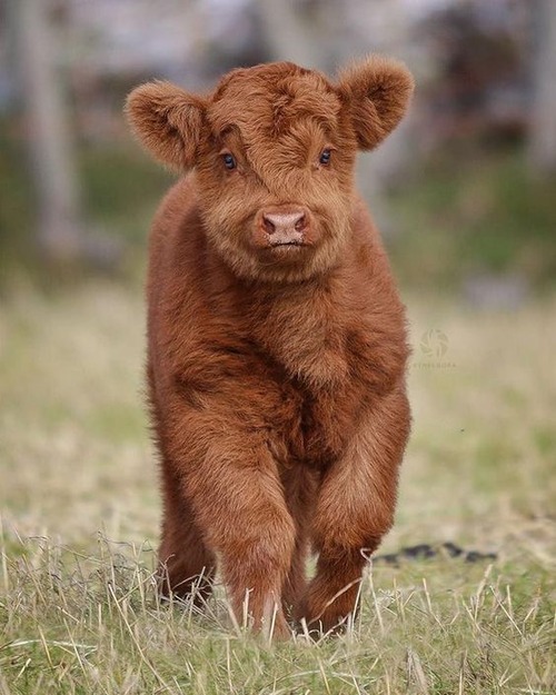 fluffy baby cow - fluffy baby cow for sale