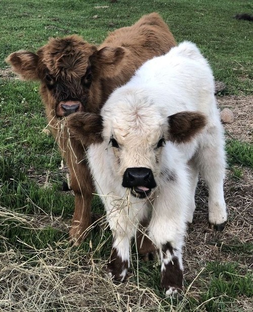 fluffy baby cow - fluffy white baby cow