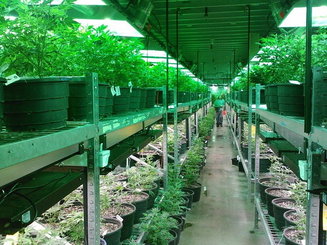 Cannabis grow ops