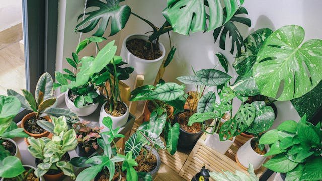 indoor plant decor