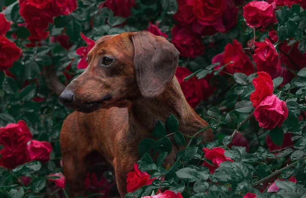 Exploring Why Dachshunds Are the Worst Breed: The Hidden Truths Behind Their Popularity Problems with Dachshunds