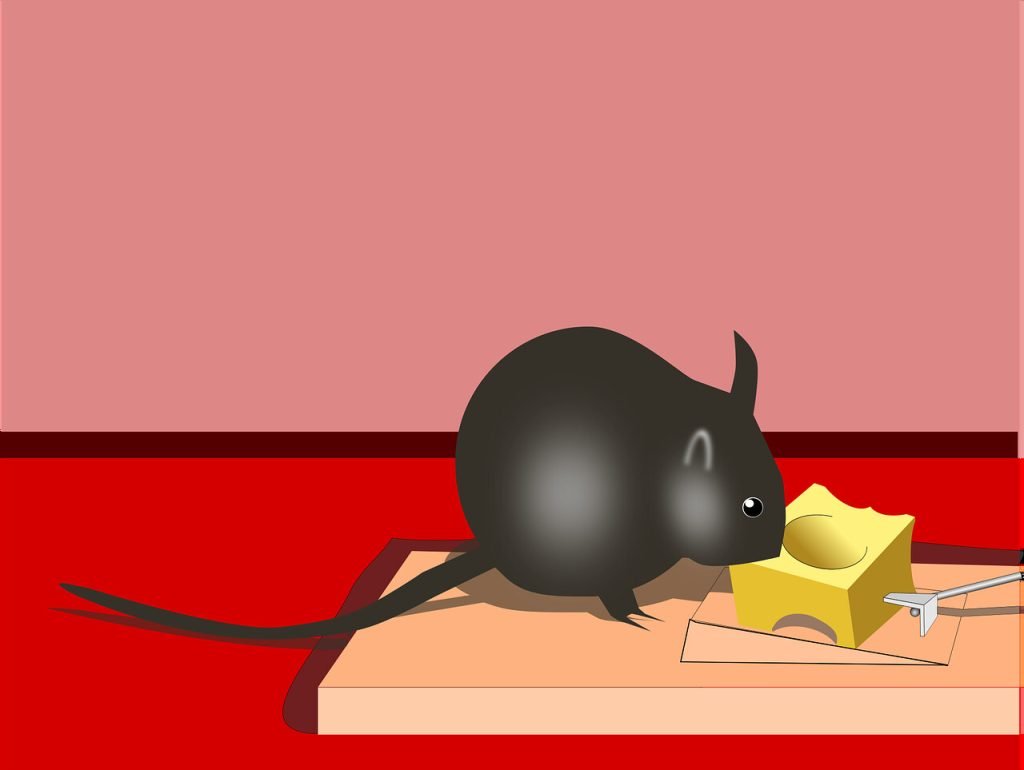 A Guide to Strategic Mouse Trap Placement: Say Goodbye to Your Rodent Problem Mouse traps home Depot