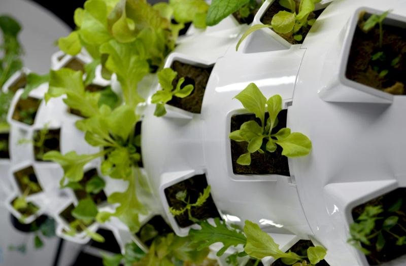 Gardening Revolutionizes Urban Farming