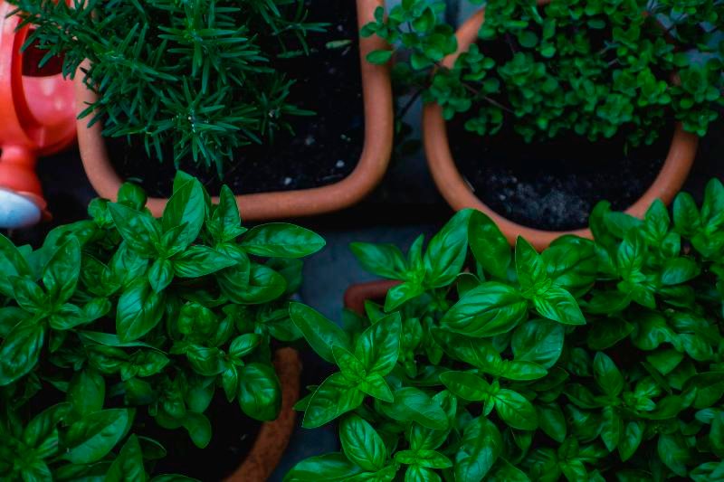 Organic Angelica Herb