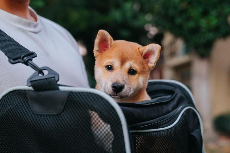 Pet Backpacks