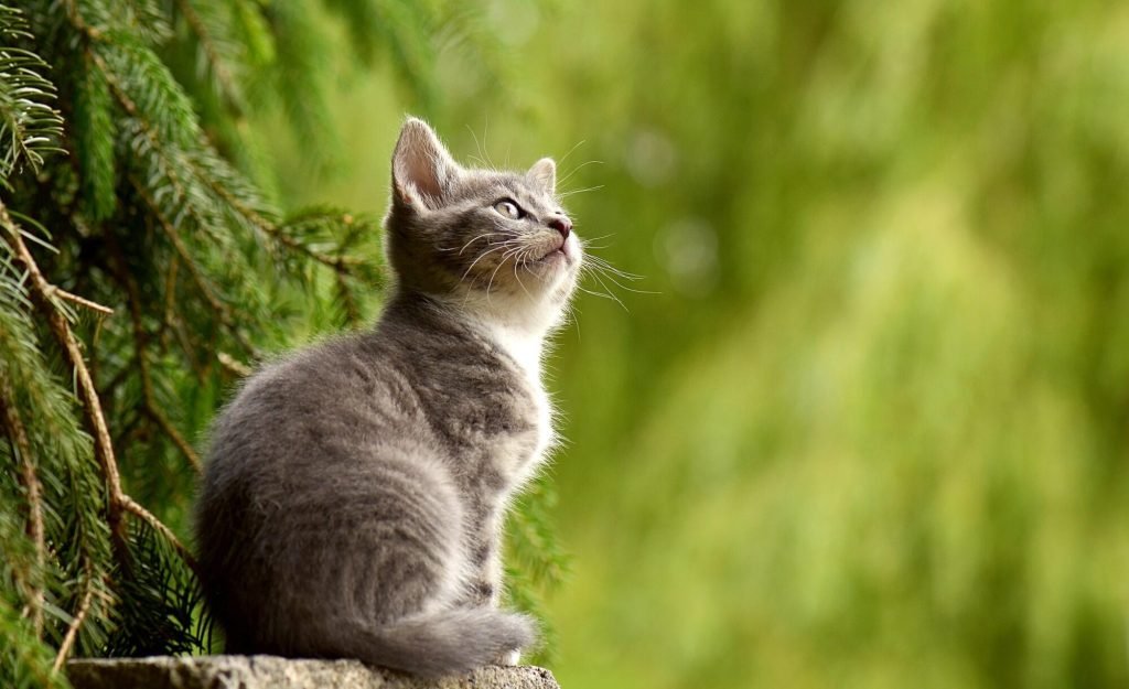 Luxolite for Pets: A Natural Way to Remove Toxins and Boost Health Remove Toxins